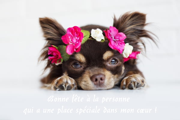 Un adorable petit chien chihuahua brun, couché, portant une couronne de fleurs roses et regardant la caméra avec tendresse.