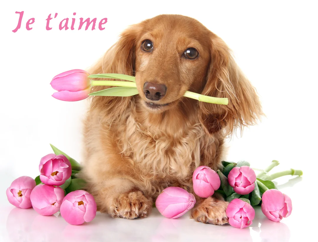 Un chien teckel fauve est assis sur un fond blanc, tenant une tulipe rose dans sa gueule, avec d'autres tulipes posées à ses pieds.