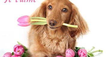 Aperçu de la carte : Je t'aime