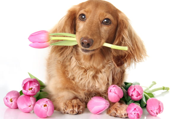Un mignon chien teckel à poil long, couleur fauve, tient une tulipe rose dans sa gueule, entouré d'autres tulipes roses. Texte "Je t'aime" en haut à gauche.