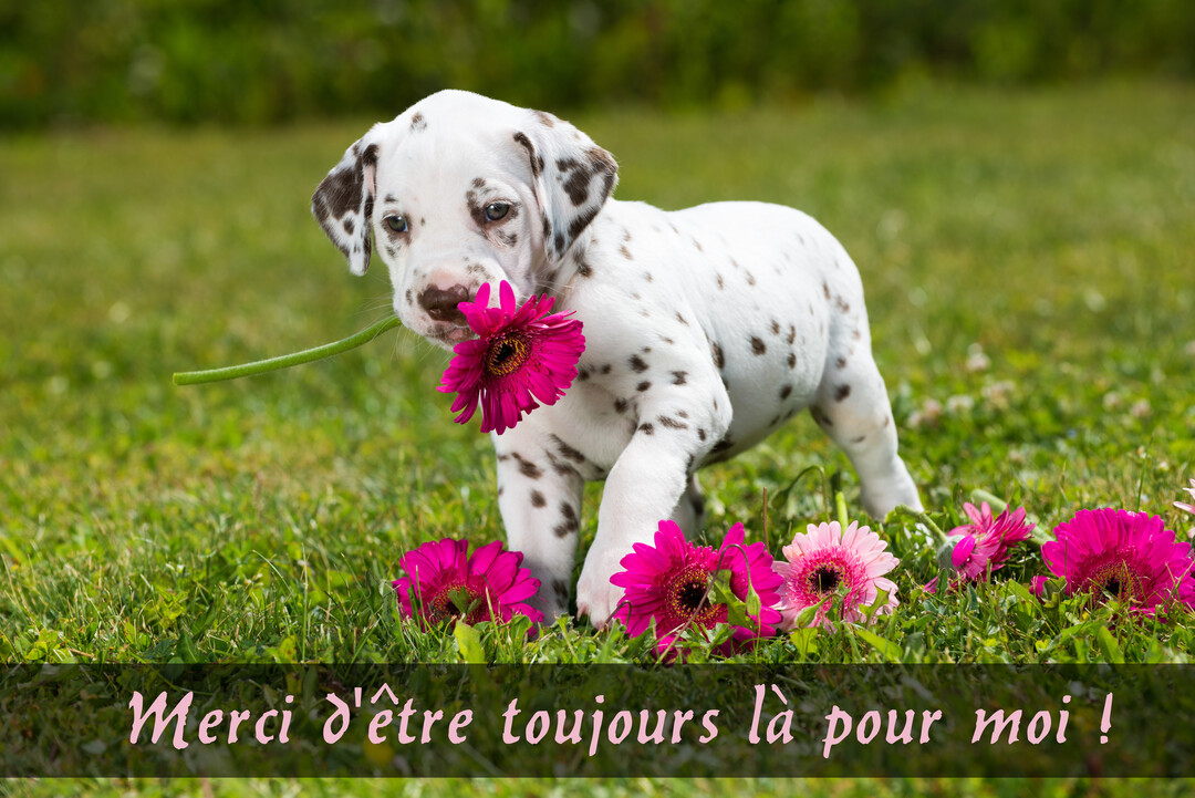 Un jeune chiot dalmatien blanc tacheté de noir se tient dans l'herbe et tient une fleur de gerbera fuchsia dans sa bouche.