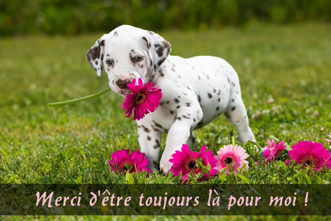 Un jeune chiot dalmatien blanc tacheté de noir se tient dans l'herbe et tient une fleur de gerbera fuchsia dans sa bouche.