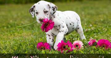 Aperçu de la carte : Merci d'être toujours là pour moi !