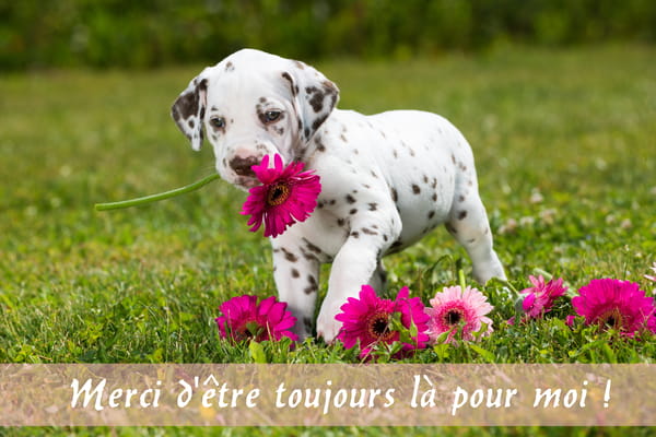 Adorable chiot dalmatien dans l'herbe tenant une fleur rose. Carte de remerciement pour la Fête des Grands-Mères.