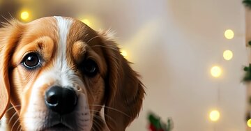 Aperçu de la carte : « Que la magie de Noël transforme votre maison en un havre de paix... »