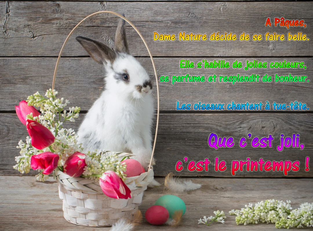 Un petit lapin blanc et tacheté est assis dans un panier en osier blanc avec des tulipes roses, sur un fond de planches de bois.