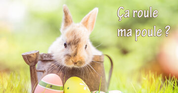 Aperçu de la carte : Ça roule ma poule ?