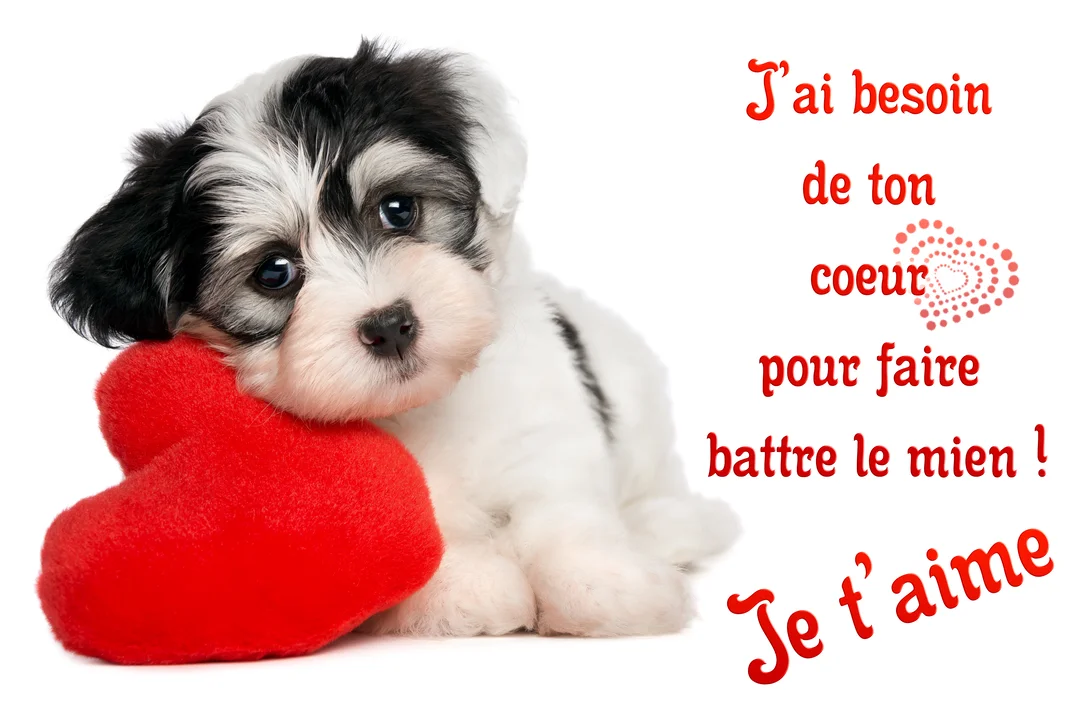 Un petit chiot noir et blanc au regard tendre est assis à côté d'un gros cœur rouge en peluche, sur un fond blanc uni.