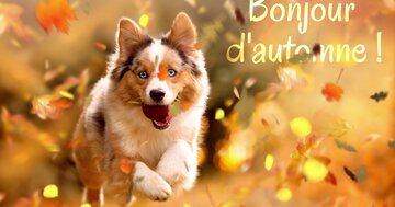 Aperçu de la carte : Bonjour d'automne !