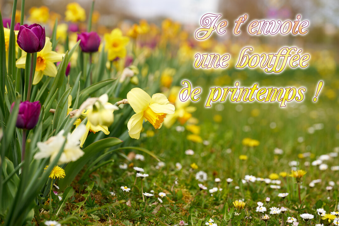 Une scène champêtre ensoleillée montre un parterre fleuri de tulipes violettes, de jonquilles jaunes et de pâquerettes blanches sous un ciel lumineux.
