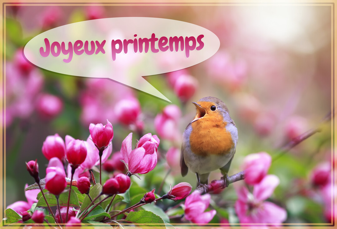 Un rouge-gorge au plastron orangé est perché sur une branche fleurie rose, le bec ouvert, comme s'il chantait un joyeux printemps.