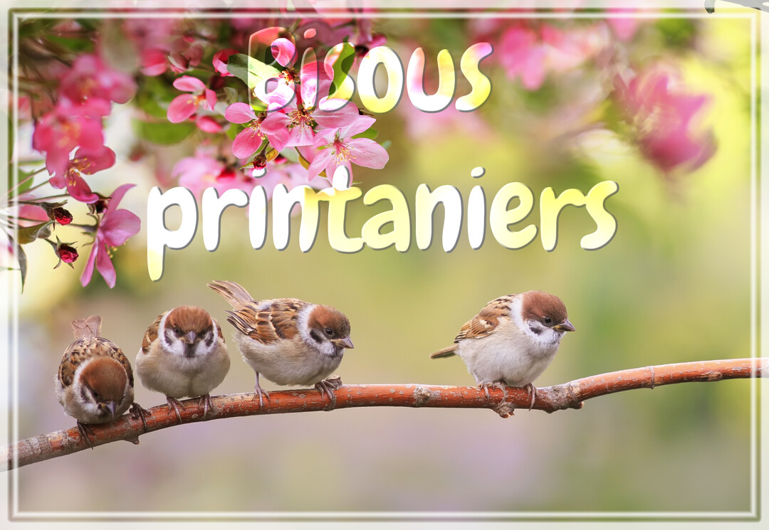 Quatre petits moineaux bruns et blancs sont alignés sur une branche, avec en arrière-plan des fleurs roses et le texte 'Bisous printaniers'.