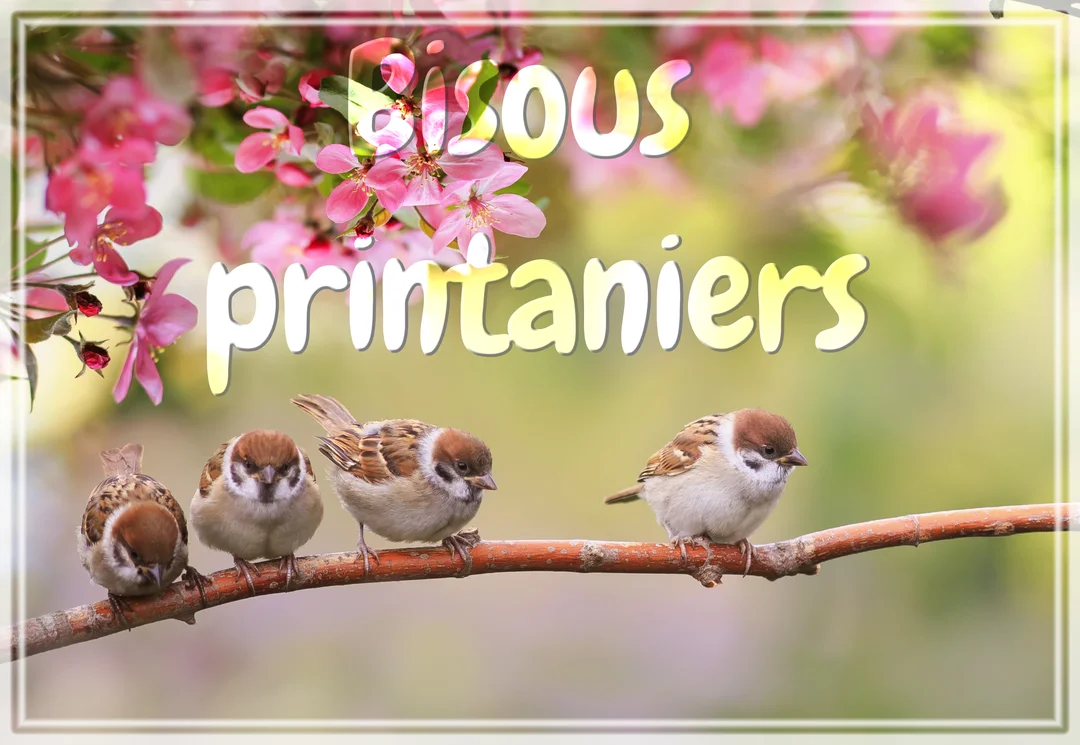 Quatre petits moineaux bruns et blancs sont alignés sur une branche, avec en arrière-plan des fleurs roses et le texte 'Bisous printaniers'.