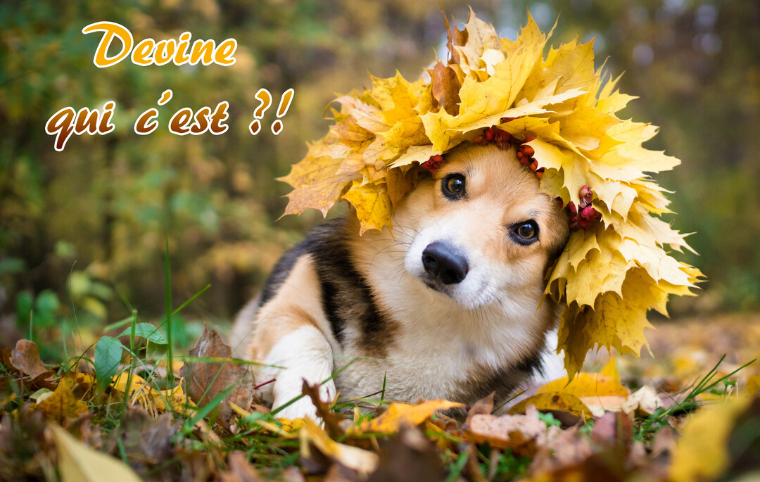 Un chien de race Corgi, la tête penchée, est couché dans l'herbe et porte une couronne de feuilles d'automne jaunes et de baies.