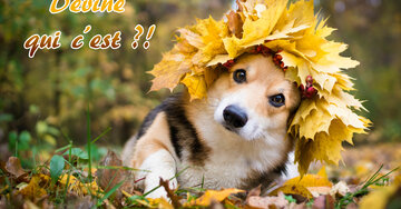 Aperçu de la carte : Devine qui c'est ?!