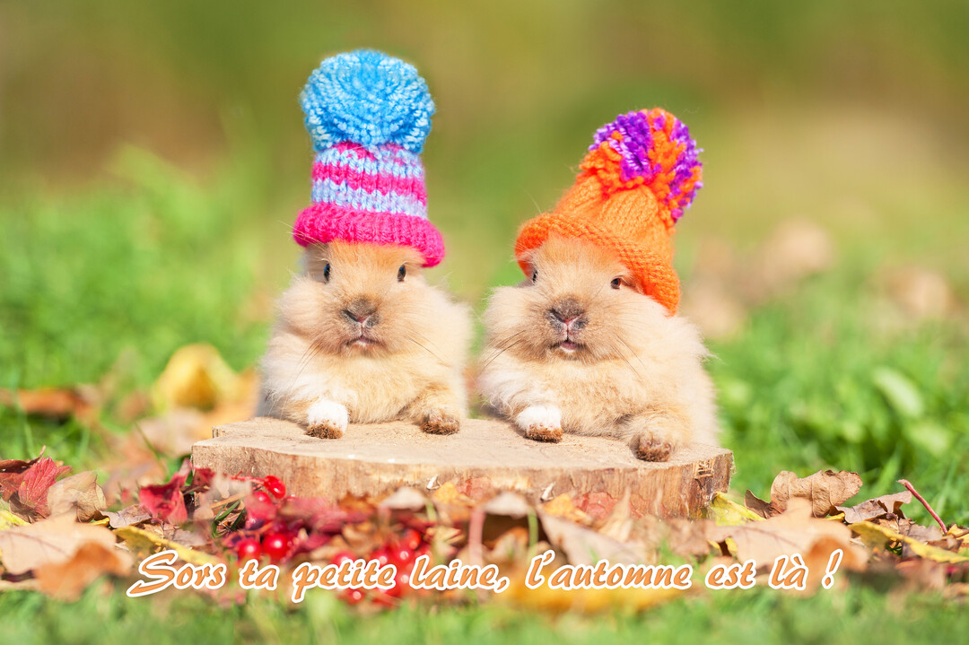 Deux petits lapins pelucheux côte à côte portent des bonnets tricotés à pompon, avec des feuilles d'automne et des baies rouges au premier plan.