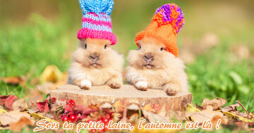 Aperçu de la carte : Sors ta petite laine, l'automne est là !