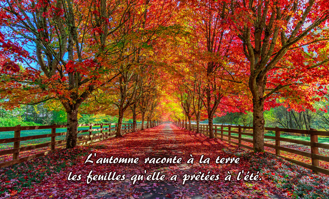 Une allée forestière en automne, bordée de barrières en bois, avec des arbres aux feuilles rougeoyantes et un sol couvert de feuilles mortes.