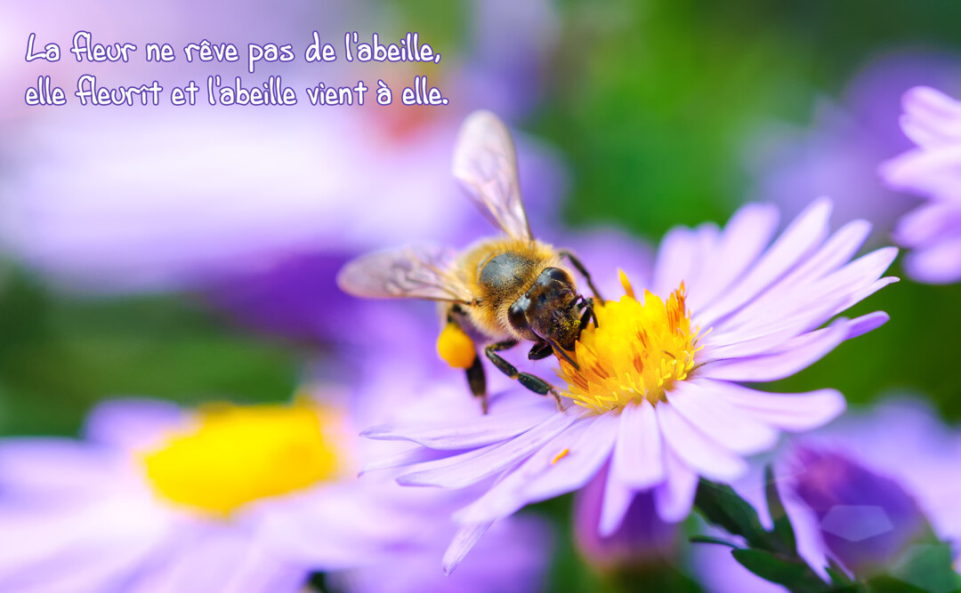 En gros plan, une abeille récolte le pollen jaune vif d'une fleur aux délicats pétales violets, sur un fond vert et mauve flouté.