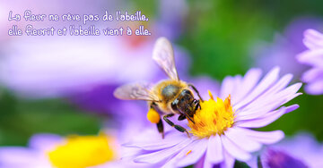 Aperçu de la carte : « La fleur ne rêve pas de l'abeille, elle fleurît... »