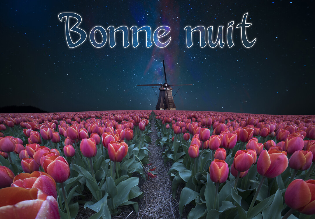 Un paysage nocturne montrant un vaste champ de tulipes roses et rouges, avec un moulin à vent hollandais sous une voie lactée étincelante.