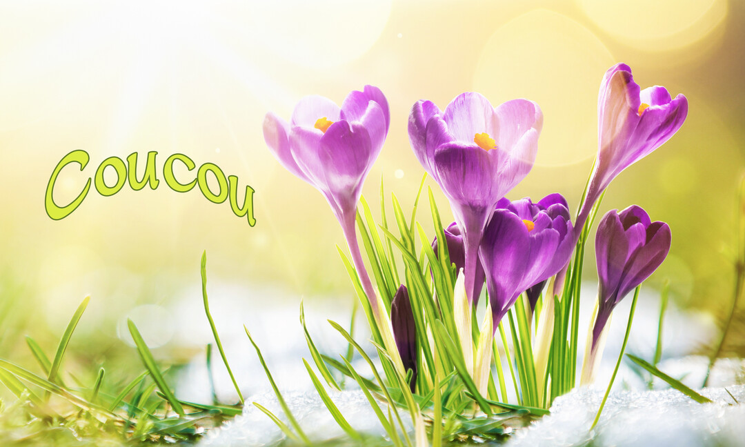 Plusieurs crocus violets aux pistils jaunes percent une fine couche de neige, baignés dans une lumière solaire avec un effet bokeh en arrière-plan.