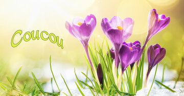 Aperçu de la carte : Coucou