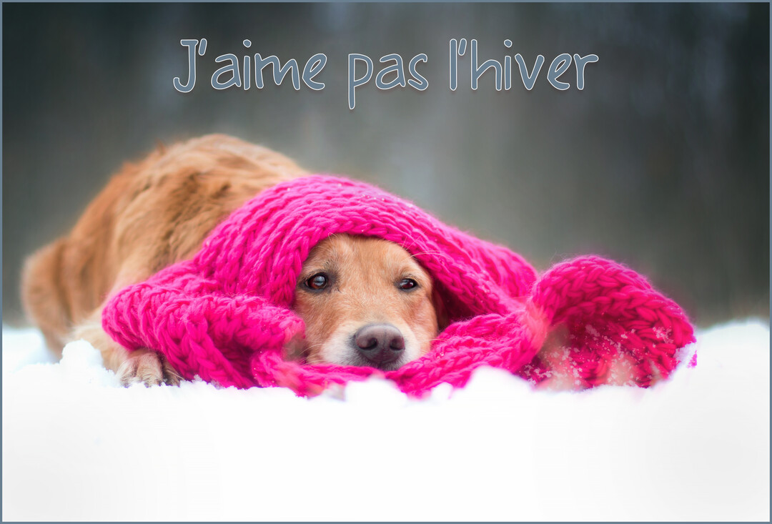 Un chien de race golden retriever est allongé dans la neige, la tête confortablement enveloppée dans une épaisse écharpe tricotée de couleur rose vif.
