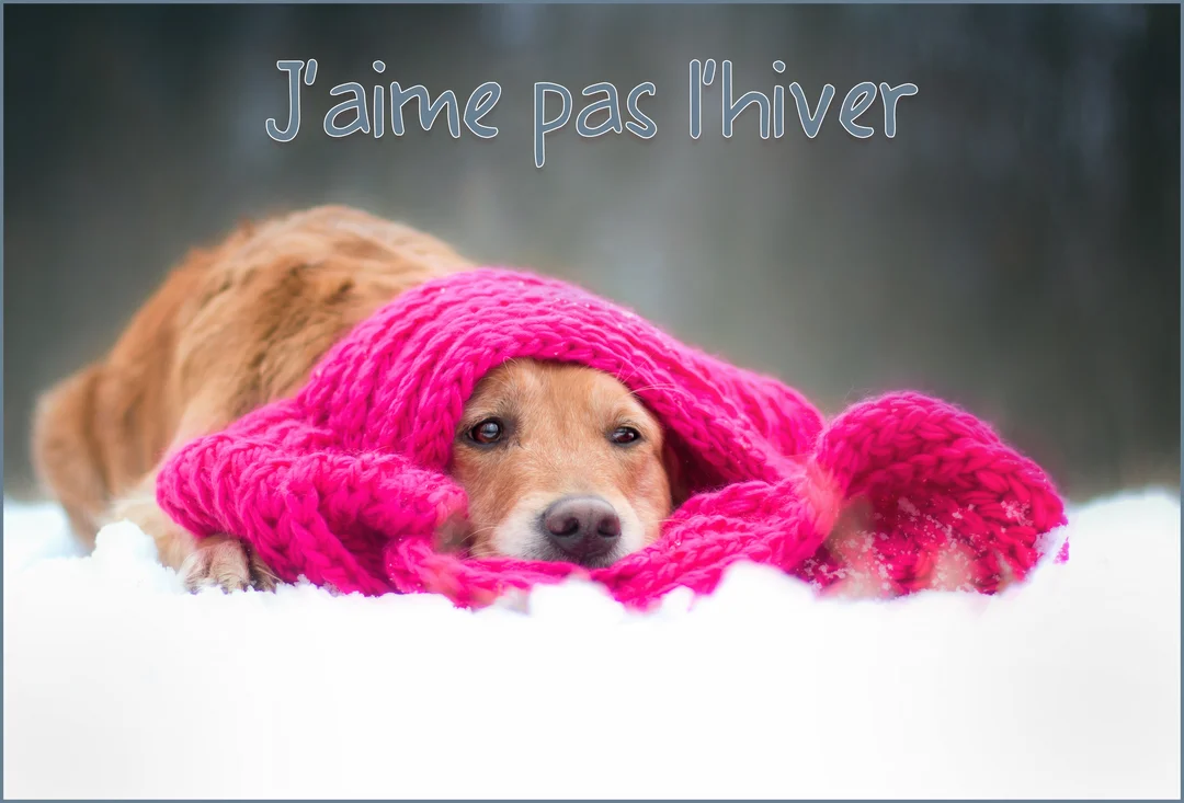 Un chien de race golden retriever est allongé dans la neige, la tête confortablement enveloppée dans une épaisse écharpe tricotée de couleur rose vif.