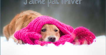 Aperçu de la carte : J'aime pas l'hiver