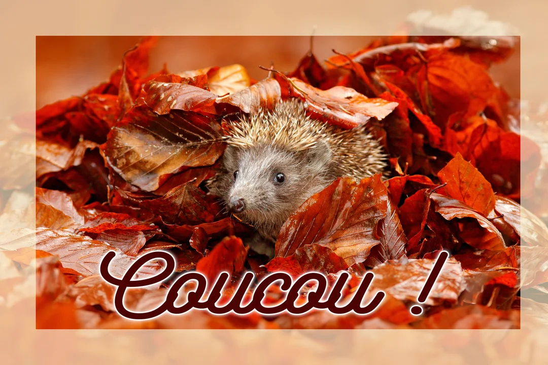 Un jeune hérisson au museau pointu et aux yeux noirs regarde la caméra, émergeant d'un amoncellement de feuilles d'automne rousses.
