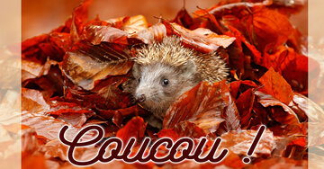 Aperçu de la carte : Coucou