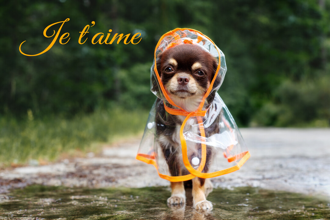 Un petit chihuahua brun avec un imperméable transparent à capuche se tient sur un chemin humide, regardant la caméra dans un décor forestier.