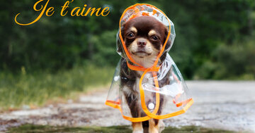 Aperçu de la carte : Je t'aime