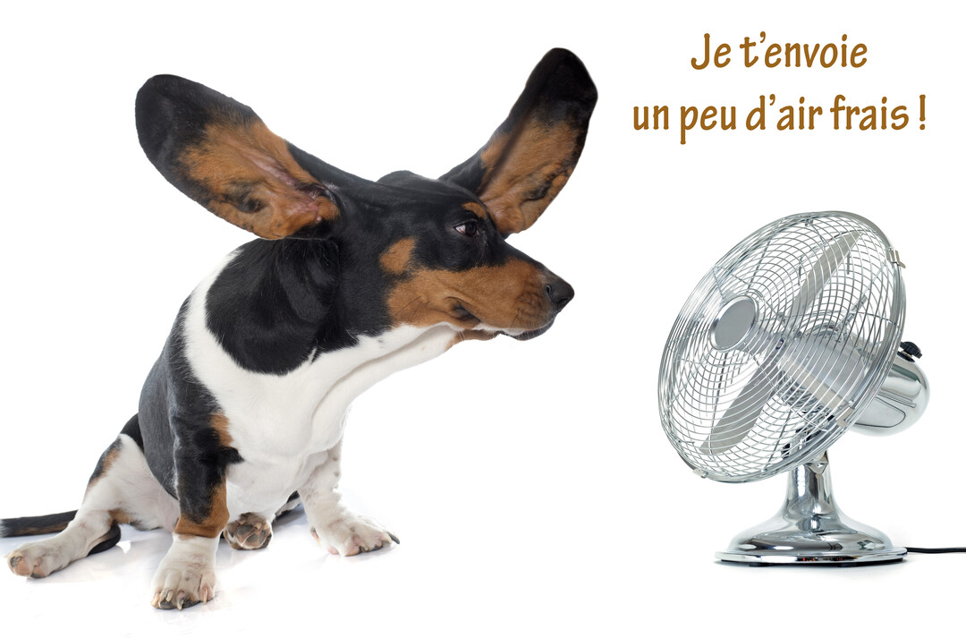 Un chien Basset Hound tricolore, assis de profil, a ses longues oreilles qui volent en arrière à cause du vent d'un ventilateur chromé.