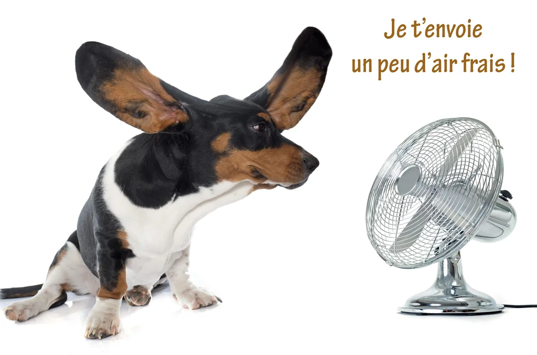 Un chien Basset Hound tricolore, assis de profil, a ses longues oreilles qui volent en arrière à cause du vent d'un ventilateur chromé.