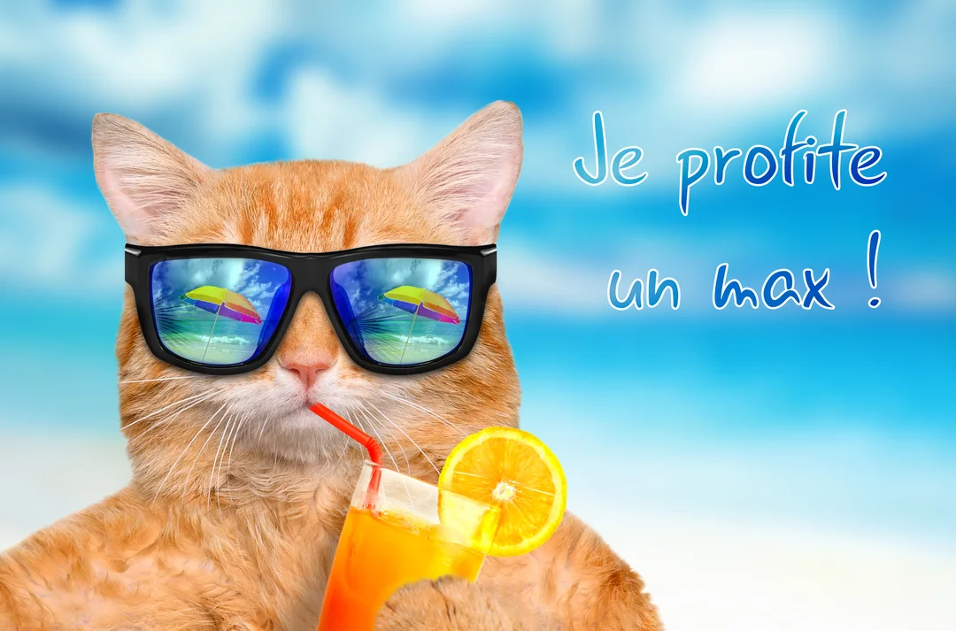 Un chat roux avec des lunettes de soleil boit un cocktail à la paille, le reflet d'une plage paradisiaque dans ses verres.