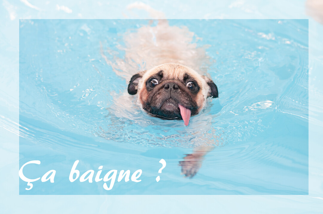 Un chien carlin beige et noir nage dans une piscine à l'eau bleue, tirant la langue avec de grands yeux, créant une scène comique et estivale.