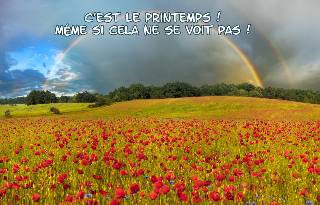 Cette carte poétique représente un vaste champ de coquelicots sous un ciel orageux où perce un double et lumineux arc-en-ciel.