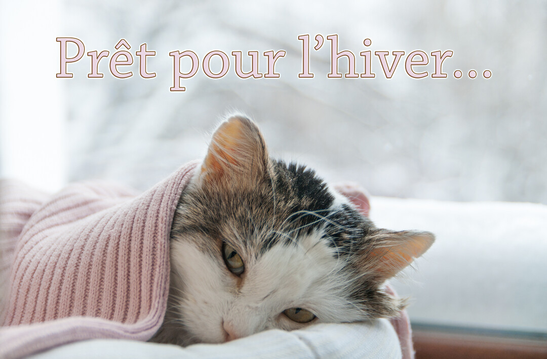 Un chat au pelage blanc et tacheté de gris est confortablement installé sous une couverture en maille rose, avec une fenêtre enneigée en arrière-plan.