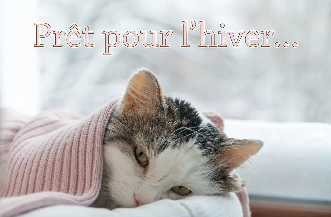 Un chat au pelage blanc et tacheté de gris est confortablement installé sous une couverture en maille rose, avec une fenêtre enneigée en arrière-plan.