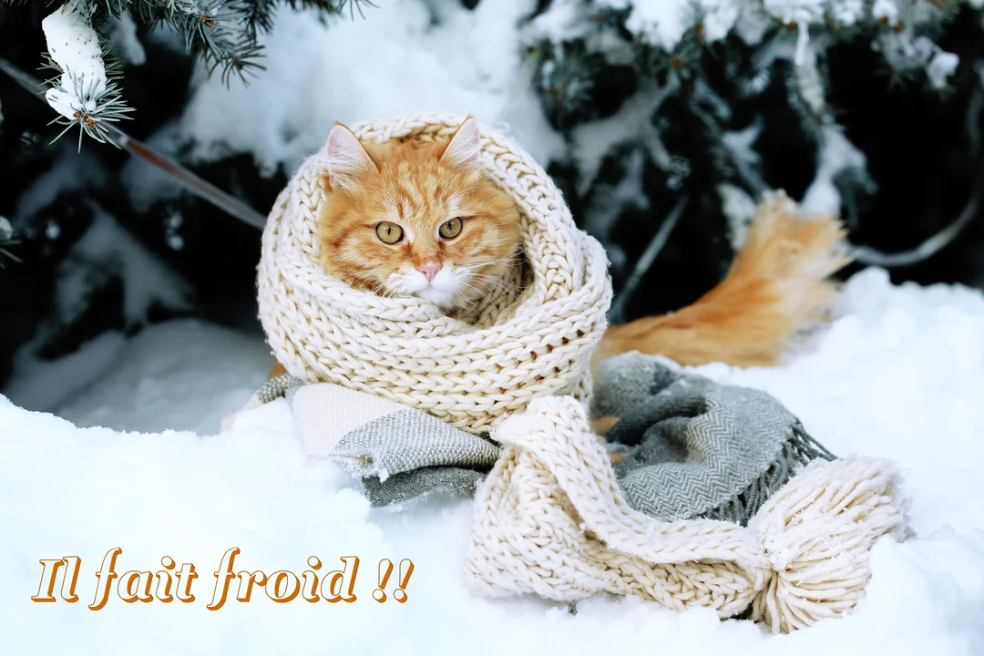 Un chat roux aux yeux dorés est confortablement enroulé dans une écharpe en laine beige, posé sur un sol enneigé près de sapins.