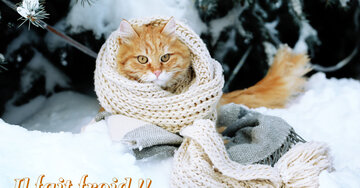 Aperçu de la carte : Il fait froid !!