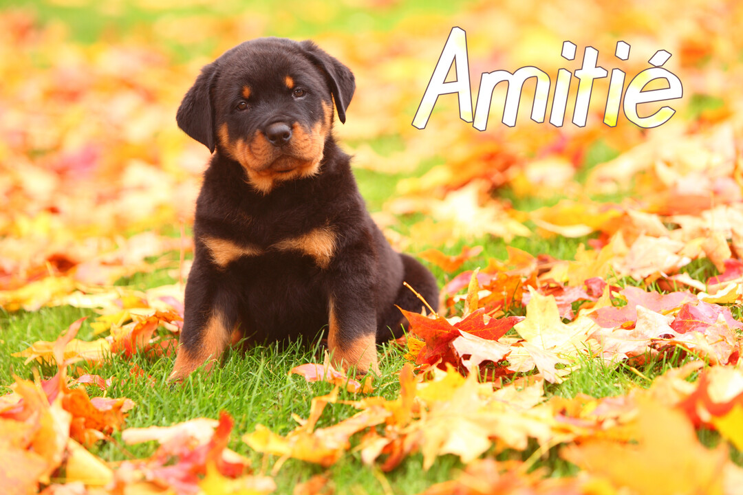 Un jeune chiot rottweiler noir et feu est assis sur une pelouse verte, entouré de nombreuses feuilles d'automne aux teintes orangées.