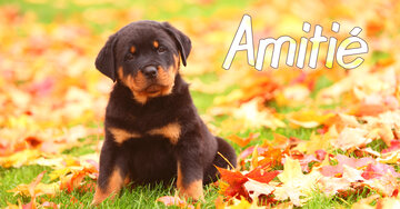 Aperçu de la carte : Amitié