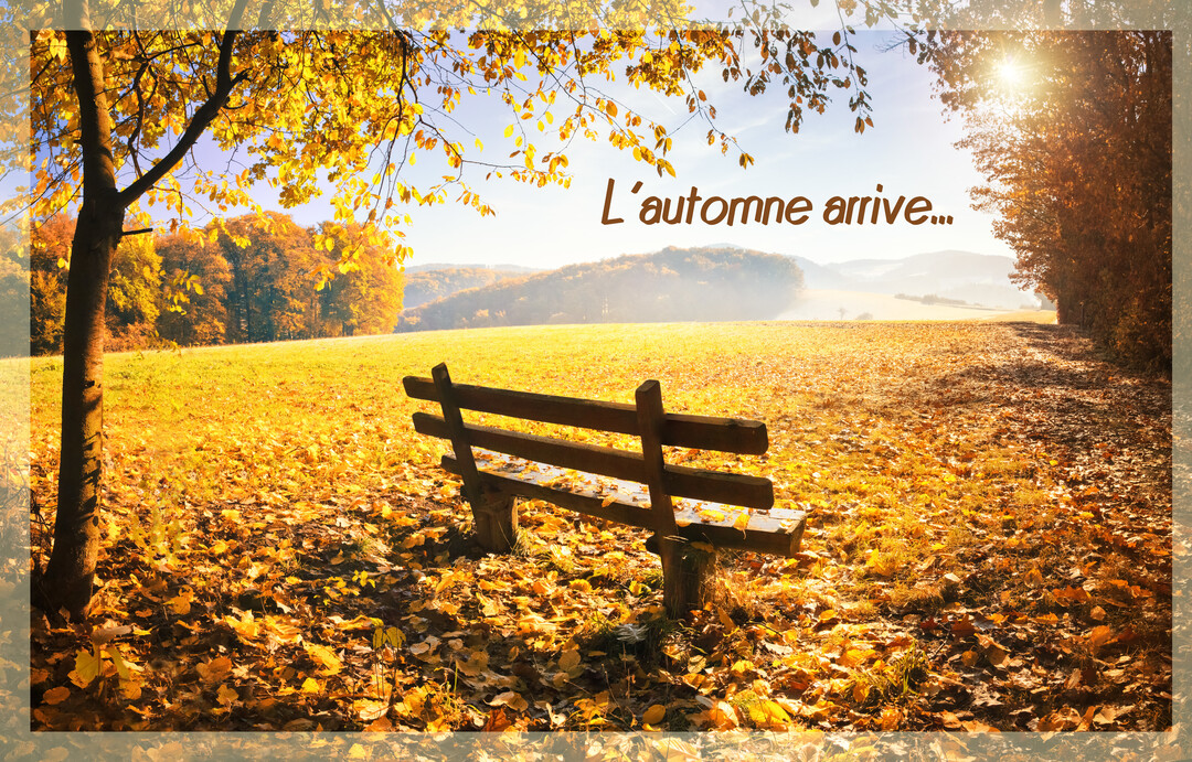 Un banc en bois est posé dans un champ couvert de feuilles jaunes, sous un arbre, face à un paysage automnal ensoleillé.