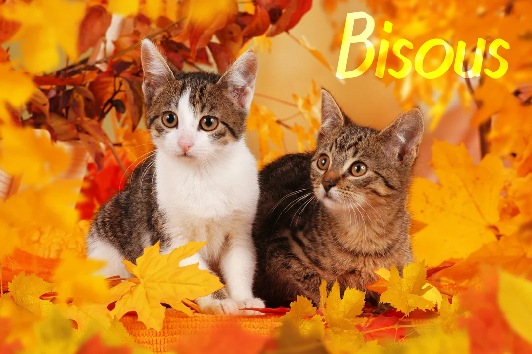 Deux jeunes chatons sont blottis l'un contre l'autre sur un lit de feuilles d'automne aux couleurs vives, orange et jaunes.