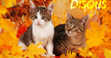 Aperçu de la carte : Bisous