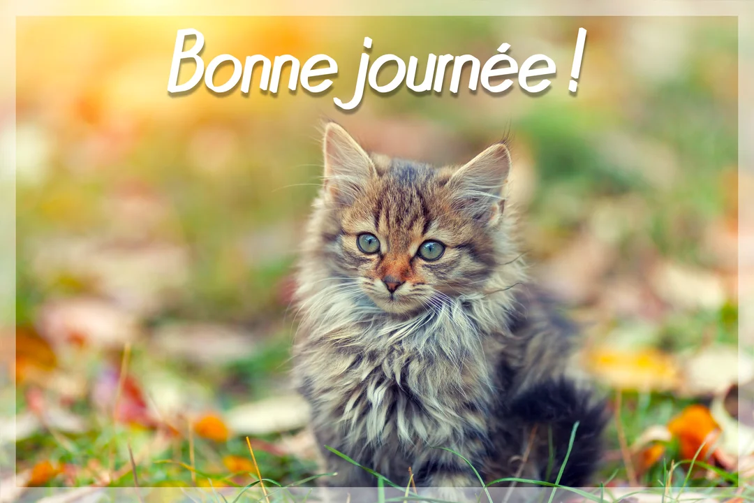 Un jeune chaton tigré à poil long est assis dans un décor automnal flou, avec une lumière chaude venant d'en haut à gauche.