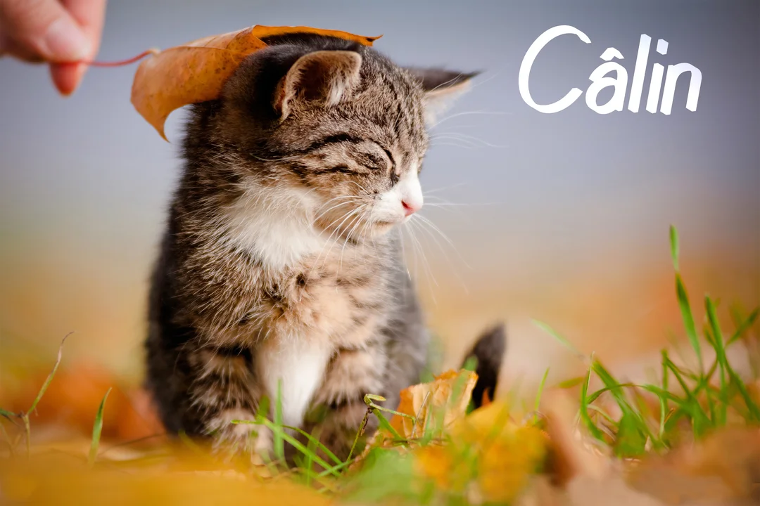 Un adorable chaton tigré et blanc, les yeux clos de plaisir, est caressé sur la tête par une feuille d'automne tenue par une main.